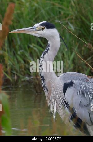 Purfleet, Regno Unito. 15 giugno 2024. Heron grigio in acqua presso RSPB Rainham Marshes Nature Reserve , Purfleet, Essex - 15 giugno 2024. Crediti: Action foto Sport/Alamy Live News Foto Stock