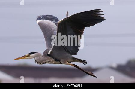Purfleet, Regno Unito. 15 giugno 2024. Grey Heron in volo presso RSPB Rainham Marshes Nature Reserve , Purfleet, Essex - 15 giugno 2024. Crediti: Action foto Sport/Alamy Live News Foto Stock