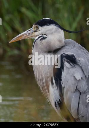 Purfleet, Regno Unito. 15 giugno 2024. Heron grigio in acqua presso RSPB Rainham Marshes Nature Reserve , Purfleet, Essex - 15 giugno 2024. Crediti: Action foto Sport/Alamy Live News Foto Stock