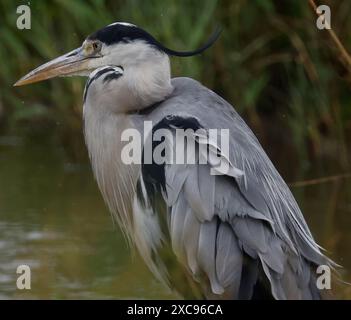 Purfleet, Regno Unito. 15 giugno 2024. Heron grigio in acqua presso RSPB Rainham Marshes Nature Reserve , Purfleet, Essex - 15 giugno 2024. Crediti: Action foto Sport/Alamy Live News Foto Stock