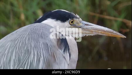 Purfleet, Regno Unito. 15 giugno 2024. Heron grigio in acqua presso RSPB Rainham Marshes Nature Reserve , Purfleet, Essex - 15 giugno 2024. Crediti: Action foto Sport/Alamy Live News Foto Stock