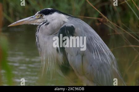 Purfleet, Regno Unito. 15 giugno 2024. Heron grigio in acqua presso RSPB Rainham Marshes Nature Reserve , Purfleet, Essex - 15 giugno 2024. Crediti: Action foto Sport/Alamy Live News Foto Stock