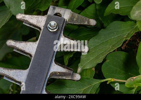 Tagliasiepi con boccola lilla. Concetto di manutenzione delle attrezzature per il giardinaggio, la cura della legge e il giardinaggio. Foto Stock