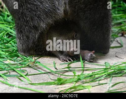 Praga, Repubblica Ceca. 15 giugno 2024. Giovane donna Mersey con madre nello zoo di Praga il 15 giugno 2024, Praga, Repubblica Ceca. Crediti: Michal Krumphanzl/CTK Photo/Alamy Live News Foto Stock