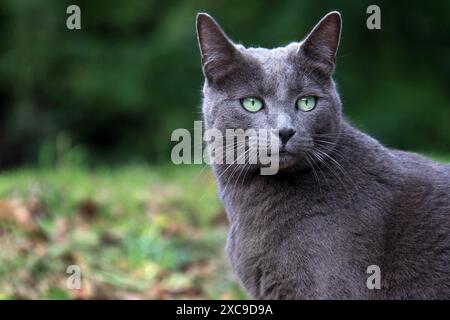 Ritratto di un gatto blu russo con occhi verdi. Foto Stock