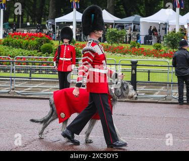 Londra, Regno Unito. 15 giugno 2024. Seamus, il lupo irlandese, mascotte delle guardie irlandesi. L'annuale processione cerimoniale Trooping the Colour per il compleanno del re si fa strada da Buckingham Palace alla Horse Guards Parade per le procedure lì, e torna al Palazzo per un aspetto dal balcone. Crediti: Imageplotter/Alamy Live News Foto Stock