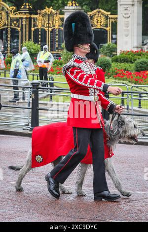 Londra, Regno Unito. 15 giugno 2024. Seamus, il lupo irlandese, mascotte delle guardie irlandesi. L'annuale processione cerimoniale Trooping the Colour per il compleanno del re si fa strada da Buckingham Palace alla Horse Guards Parade per le procedure lì, e torna al Palazzo per un aspetto dal balcone. Crediti: Imageplotter/Alamy Live News Foto Stock