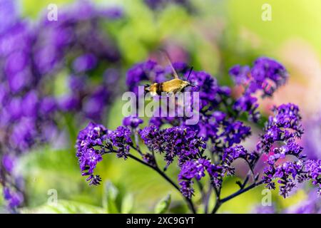 Il colibrì che si schiaccia (Hemaris thysbe) comunemente noto come falena del falco Foto Stock