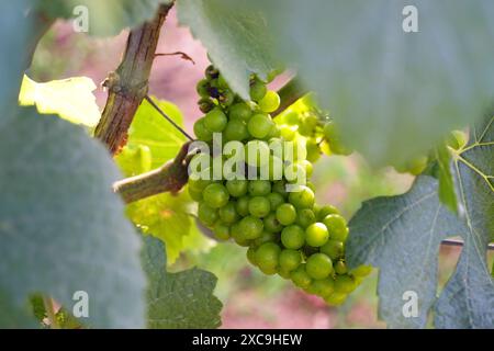 Un grappolo di uva giovane tra il fogliame. Primo piano dell'uva che cresce su una vite. Foto Stock