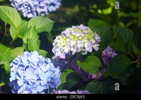 Hydrangea macrophylla Bush con fiori di diversi colori illuminati dalla luce del sole. Infiorescenze di ortensia di colore blu e giallo-lilla Foto Stock