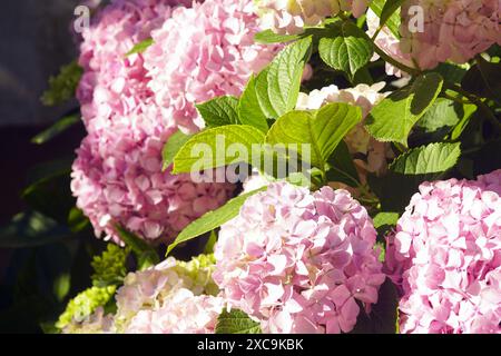 Cespuglio di ortensie sferiche rosa in fiore. Diverse infiorescenze di hortensia situate l'una vicino all'altra, illuminate dal sole del mattino. Foto Stock