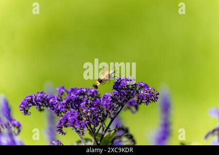 Il colibrì che si schiaccia (Hemaris thysbe) comunemente noto come falena del falco Foto Stock