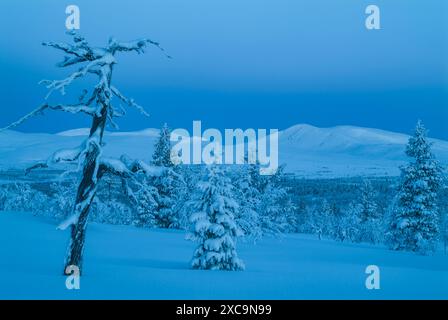 Una vista panoramica degli alberi innevati e di una lontana catena montuosa in Svezia durante le prime ore del mattino. Il cielo è un blu profondo e la neve gliste Foto Stock