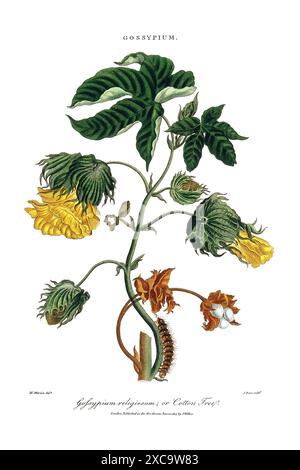 Colorata illustrazione botanica vintage di un albero di cotone (Gossypium) di Maria Sibylla Merian, anni '1700 Foto Stock