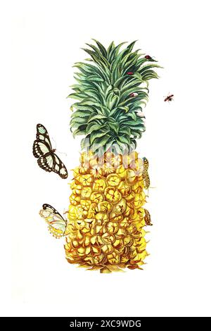 Colorata illustrazione botanica vintage di un ananas con farfalle e caterpillars di Maria Sibylla Merian, anni '1700 Foto Stock