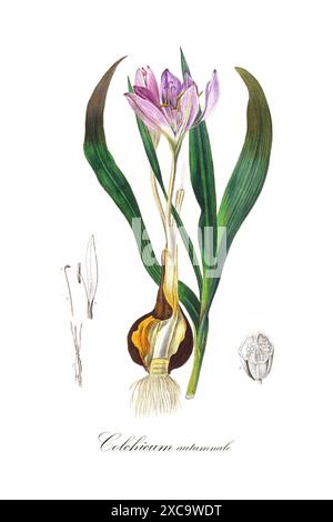 Illustrazione botanica d'epoca colorata di un croco di zafferano o di un croco autunnale (Colchicum autumnale) Foto Stock