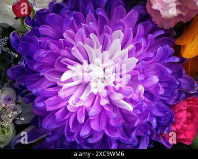 Primo piano di un bellissimo crisantemo viola, sfumatura dal bianco al viola, colori creati dalla natura e circondati da altri fiori Foto Stock