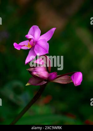 Primo piano: Spathoglottis plicata o grande Orchidea viola o orchidea filippina, orchidee selvatiche di colore magenta o viola, sfondo scuro Foto Stock