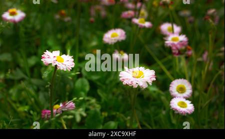 Margherita bianca rosa inglese o bellis perennis o margherita comune, prato verde sullo sfondo, fiori selvatici in primavera, bel prato selettivo Foto Stock