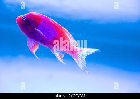 Squarespot Anthias (Pseudanthias pleurotaenia), maschio, profilo Squarespot, o Square Back Anthias, noto anche come Square-Spot Fairy Basslet, (Pseudanthi Foto Stock