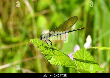 Demoiselle a banda femminile (Calopteryx Splendens) su una foglia di un cespuglio di mora. Una damigella della famiglia dei Calopterygidae. Estate, giugno, Francia Foto Stock