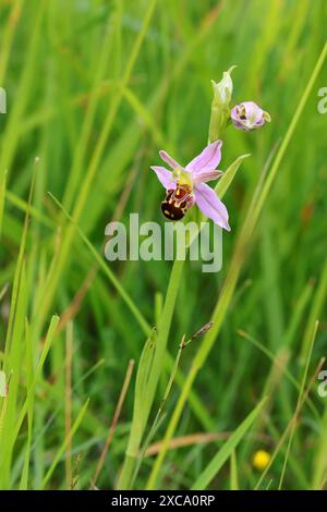 A Bee Orchid (Ophrys apifera) nel Cotswold Hills Gloucestershire Regno Unito Foto Stock