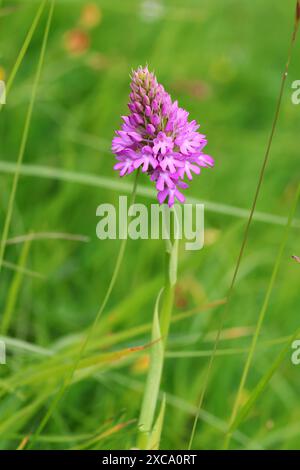 Un'orchidea maculata comune (Dactylorhiza fuchsii) nella prateria delle Cotswold Hills. Gloucestershire Regno Unito Foto Stock