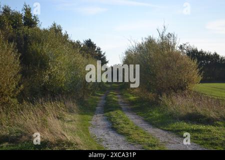 Un sentiero sterrato fiancheggiato da alberi ed erba sotto un cielo azzurro limpido in campagna. Foto Stock