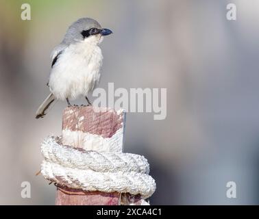 grande gambero grigio Foto Stock