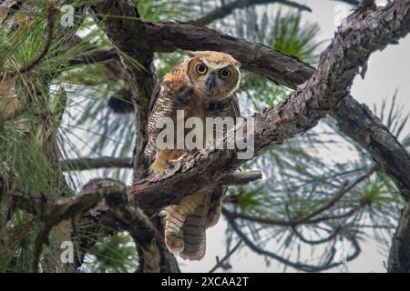 Il grande Gufo Cornuto si trova in un albero Foto Stock