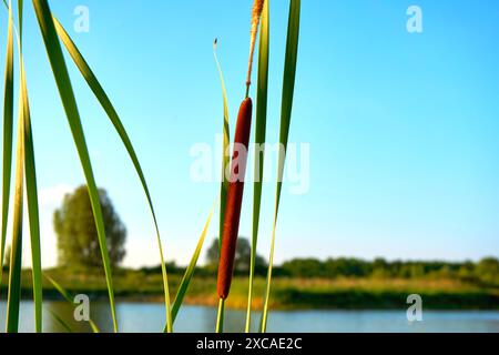 Canne solitarie in un raggio di sole sulla riva del fiume Foto Stock