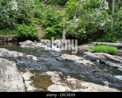 Nel Prince William Forest Park, Virginia, un sereno ruscello cade dolcemente su una piccola cascata incorniciata da vivaci rododendri. Foto Stock