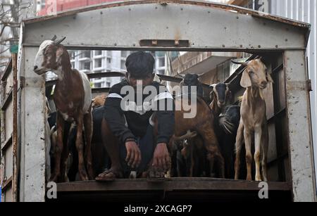 Un uomo è seduto su un camion carico di capre portate in vendita in un mercato di bestiame prima del festival Eid-al-Adha. I musulmani di tutto il mondo celebreranno Eid-al-Adha noto anche come 'Festival del sacrificio il 17 giugno 2024. Onora la volontà del profeta Ibrahim di sacrificare suo figlio Ismail come atto di obbedienza al comando di Dio. Foto Stock