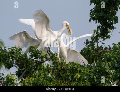 Grande egret (Ardea alba) che dà da mangiare ai piccoli in un albero, nella zona di Houston, Texas, Stati Uniti. Foto Stock