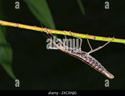 Insetto meridionale a due strisce Walkingstick (Anisomorpha buprestoides) femmina che arrampica una pianta capovolta, su sfondo scuro, Galveston, Texas, Stati Uniti Foto Stock