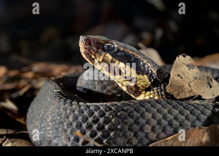 Cottonmouth, noto anche come mocassino d'acqua (Agkistrodon piscivorus) di notte, zona di Houston, Texas, Stati Uniti. Foto Stock