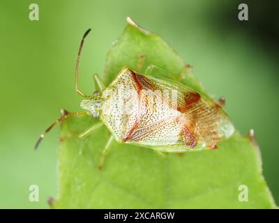 Insetto su una foglia verde, identificato come Elasmostethus cruciatus - insetto con schermo a croce rossa, nello stato di Washington, USA Foto Stock