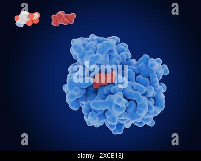 Illustrazione del farmaco avibactam (rosso) che inibisce l'enzima batterico beta-lattamasi (blu). Avibactam viene somministrato in combinazione con antibiotici per il trattamento delle infezioni batteriche. La beta-lattamasi scompone il beta-lattame, un componente integrale di alcuni antibiotici, e come tale può rendere i batteri resistenti a questi antibiotici. Poiché avibactam inibisce la beta-lattamasi, può interrompere questa resistenza. La struttura molecolare dell'avibactam (in alto a sinistra) è mostrata con atomi rappresentati come sfere e codificati a colori: Carbonio (grigio), idrogeno (bianco), ossigeno (rosso), idrogeno (blu) e zolfo (giallo). Foto Stock