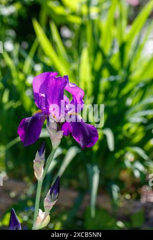 Iris barbuti alti Joanna, Tyskiris (Iris x germanica) Foto Stock