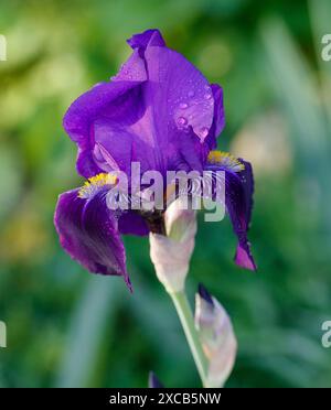 Iris barbuti alti Joanna, Tyskiris (Iris x germanica) Foto Stock