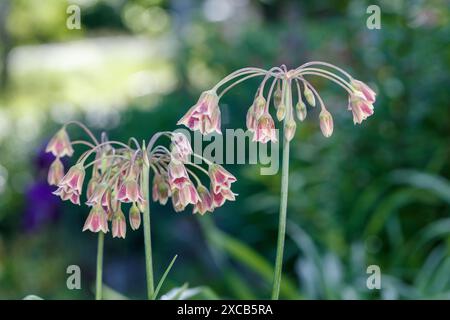 Aglio al miele bulgaro, Honungslök (Allium siculum) Foto Stock