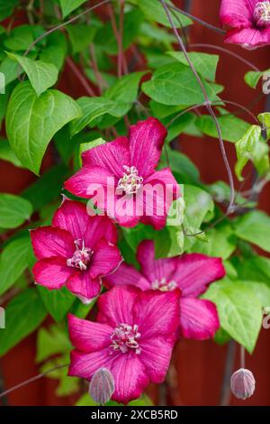 Klematis (Clematis ibrido), gruppo fiorito tardo "Ville de Lyon" Foto Stock