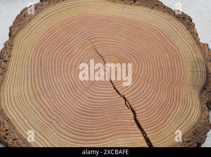 Jahresringe sind die Wachstumsringe eines Baumes im Querschnitt. Gli anelli annuali sono gli anelli di crescita di un albero in sezione trasversale. Jahresringe einen Baume Foto Stock