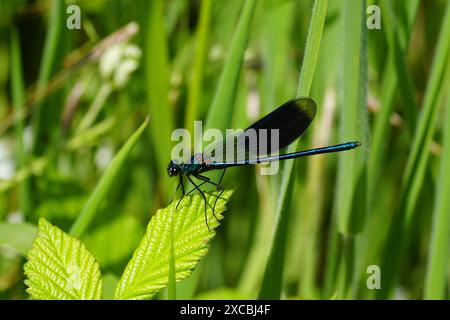 Demoiselle maschili (Calopteryx Splendens) su una foglia di un cespuglio di mora. Una damigella della famiglia dei Calopterygidae. Estate, giugno, Francia Foto Stock