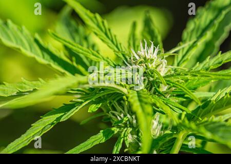 Pianta femminile di marijuana femminizzata di cannabis nella fase iniziale di fioritura Foto Stock