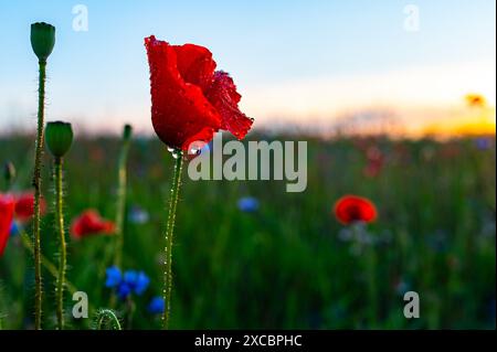 Un campo di papavero rosso radiante la mattina presto coperto di rugiada. Lituania Foto Stock