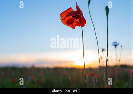 Un campo di papavero rosso radiante la mattina presto coperto di rugiada. Lituania Foto Stock