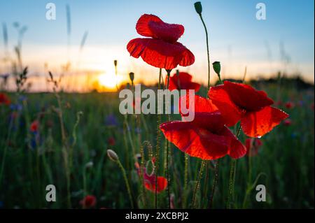 Un campo di papavero rosso radiante la mattina presto coperto di rugiada. Lituania Foto Stock