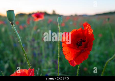 Un campo di papavero rosso radiante la mattina presto coperto di rugiada. Lituania Foto Stock