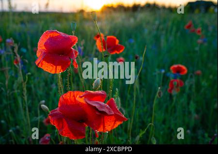 Un campo di papavero rosso radiante la mattina presto coperto di rugiada. Lituania Foto Stock